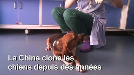 Le premier chat cloné à des fins commerciales en Chine