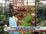 'Yolanda' survivors try organic farming