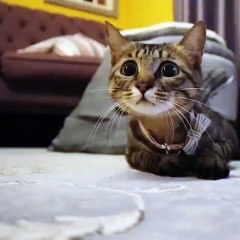 Ce chaton a des yeux d'anges. Regardez attentivement !