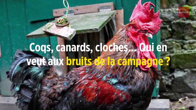 Coqs, canards, cloches... Qui en veut aux bruits de la campagne ?