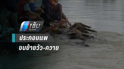 ชาวบ้าน ประกอบแพ ขนย้ายวัว-ควาย หนีน้ำท่วม - เข้มข่าวค่ำ