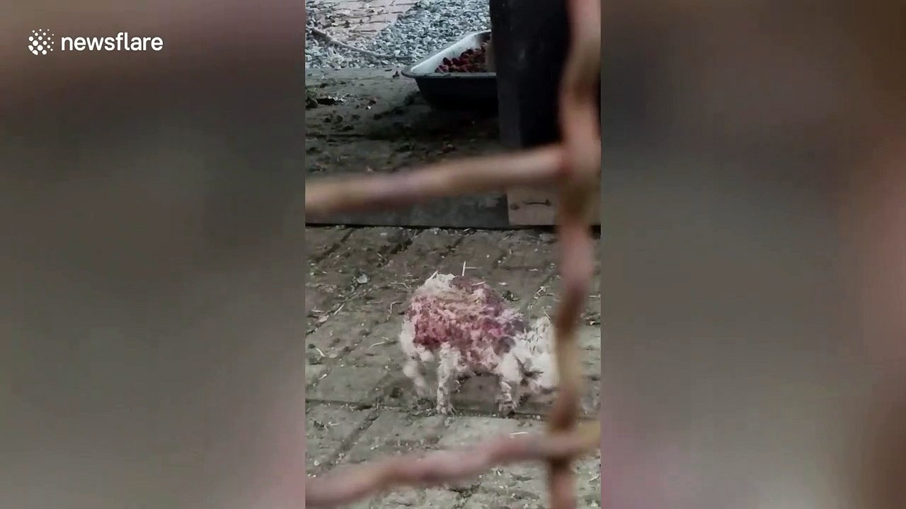 Neglected hedgehog seen hobbling around Thai zoo before being rescued