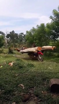 Voilà comment on transporte les troncs d'arbres en Inde