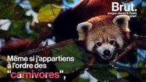 Craquant mais en danger, connaissez-vous bien le panda roux ?