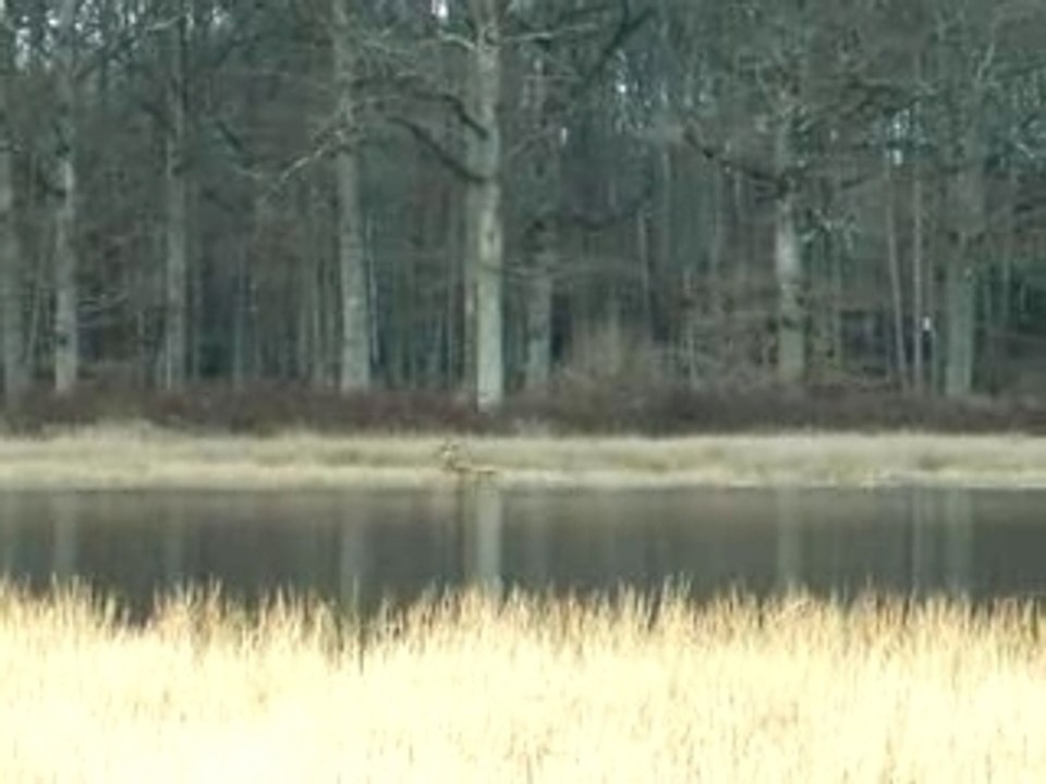 Vidéo bat l'eau