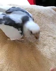 Ce petit oiseau nous apprend comment entraîner sa voix. Trop cute !