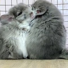 Ces frères chinchilla sont adorables. Regardez les !
