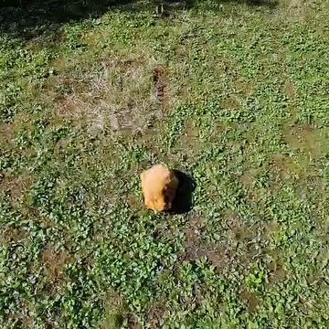 Ces cochons d'Indes adorent les crèmes glacés. Observez les !