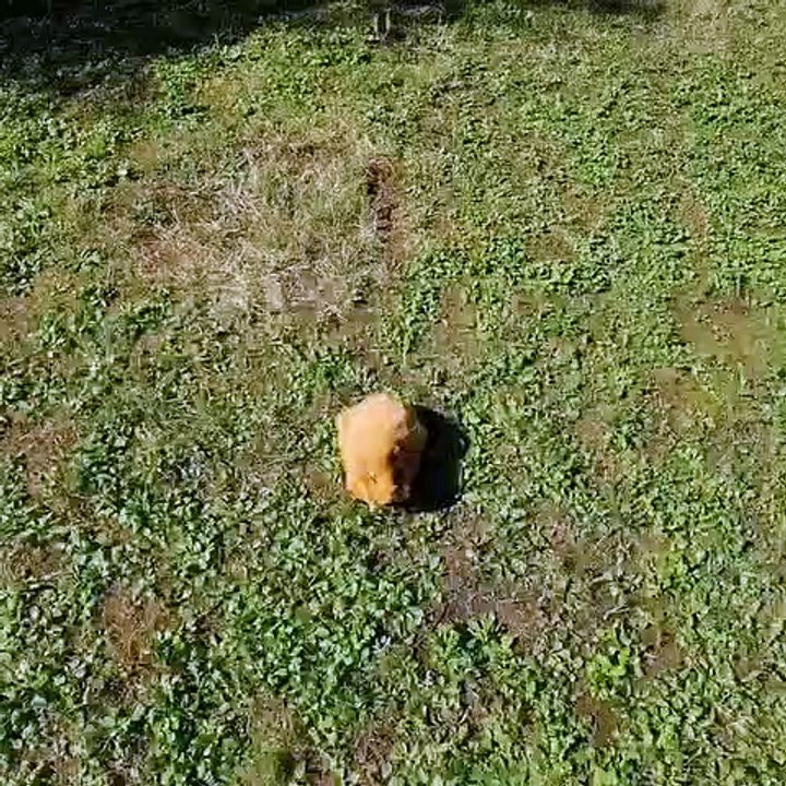 Ces cochons d'Indes adorent les crèmes glacés. Observez les !