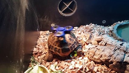 Cutest Pets of the Week Compilation October 2017 - Funny Pet Videos