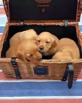 Ils sont trop adorables ! Regardez comment ces chiots mangent leur goutter