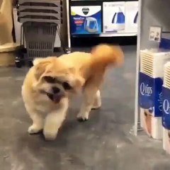 Adorable ! Ce chiot devient très excité quand il est dans le centre commercial.