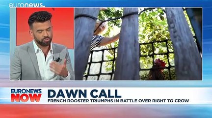 Alarm cock! Rooster ruling gives rural France something to crow about