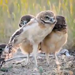 Ces hiboux sont trop chou. Admirez les !