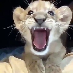 Les yeux de ce lionceaux sont vraiment hypnotisant. A voir !
