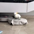 Quand un perroquet refuse de descendre de l'aspirateur, voici ce que ça donne !