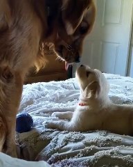 Ce Golden Retrievers et sa maman sont très proches. Admirez leur complicité !
