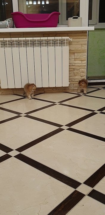 Cute Kittens Tangle on Tile