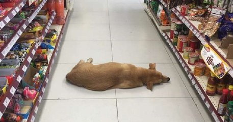 Au Mexique, un magasin ouvre ses portes à un chien sans-abri durant la vague de chaleur