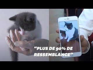 En Chine, il est possible de cloner son chat disparu
