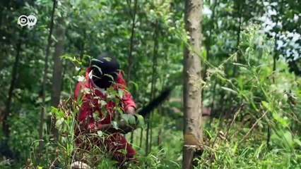 From rainforest to charcoal (Nature Documentary)