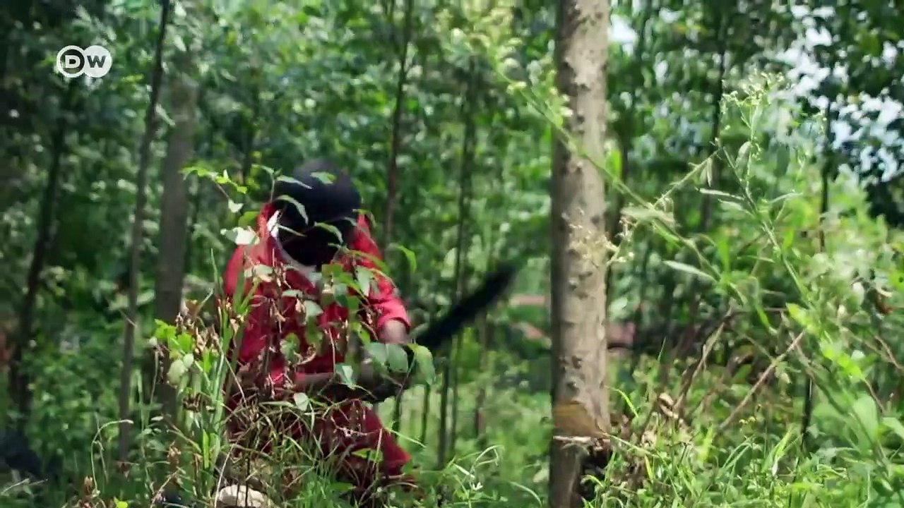 From rainforest to charcoal (Nature Documentary)