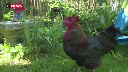 Ile d'Oléron : la justice autorise le coq Maurice, jugé «trop matinal», à continuer de chanter