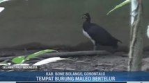 Melihat Burung Maleo di Taman Nasional Bogani Nani Wartabone