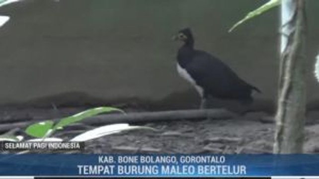 Melihat Burung Maleo di Taman Nasional Bogani Nani Wartabone