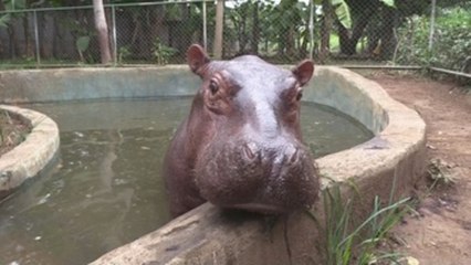 Fátima, la primer cría de hipopótamo en el Zoológico de Nicaragua