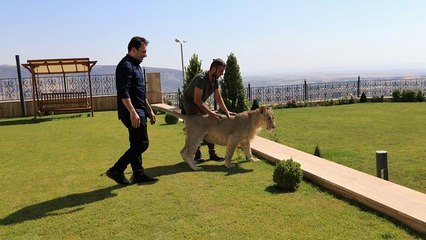 Irak : un lion pour animal de compagnie