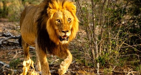 Kamerun'da parktan kaçan iki aslan 80 inek yedi