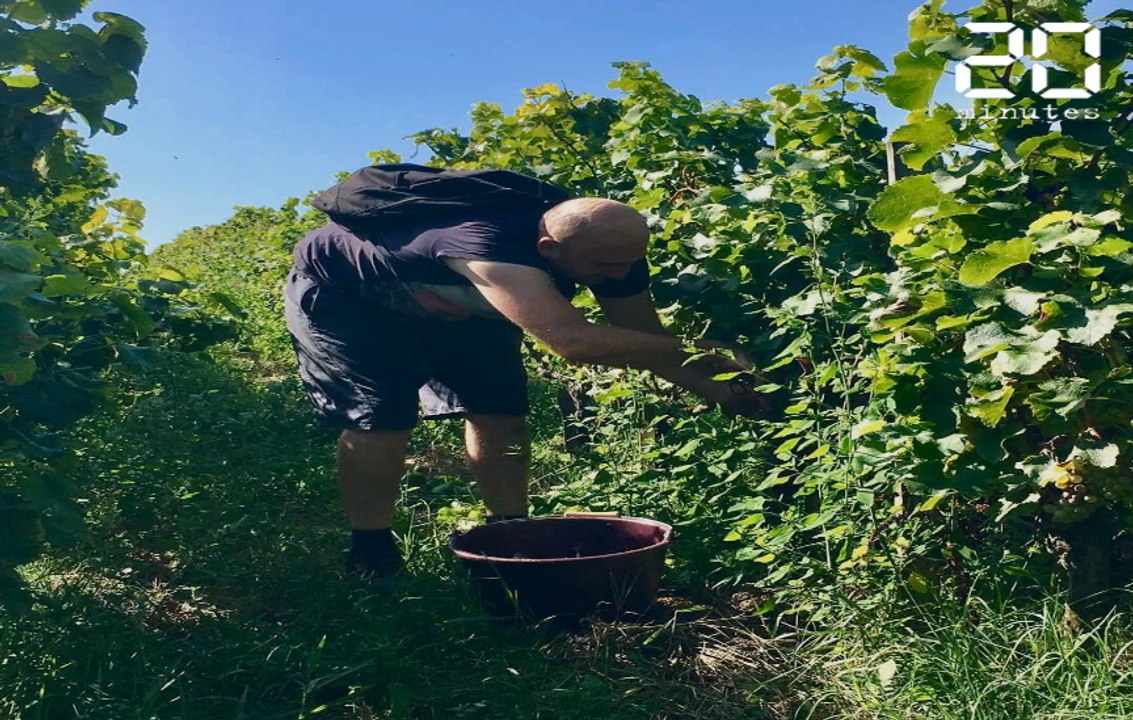 Vendanges dans le Bordelais: A Sauternes, château Guiraud espère un beau millésime 2019
