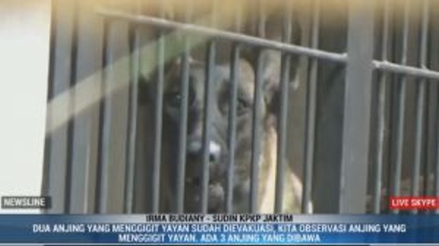 Gigit ART Hingga Tewas, Anjing Bima Aryo Diobservasi