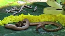 Schlange mit zwei Köpfen auf Bali entdeckt