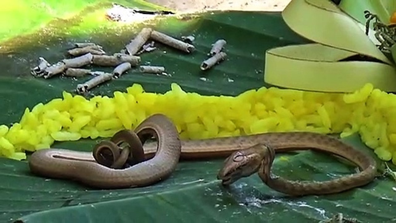 Schlange mit zwei Köpfen auf Bali entdeckt