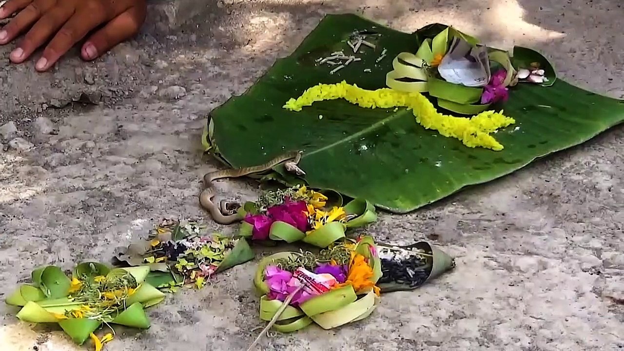 Schlange mit zwei Köpfen auf Bali entdeckt