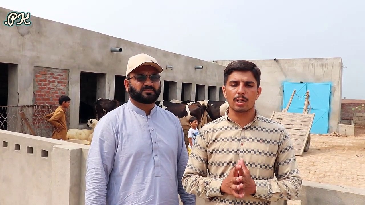 Motla Farm House in Sialkot _ Cows Farming in Urdu _ Cows Farming VS Buffaloes Farming _ Cow Farm  ----- پڑھے لکھے بھائی کا فریزین کراس گاۓ کا زبردست فارم ,اعلیٰ نسل کی گاۓ کو چھوٹے پیمانے پر رکھنے کی ٹپس