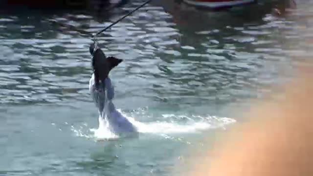 Los gansos artificiales triunfan en Lekeitio