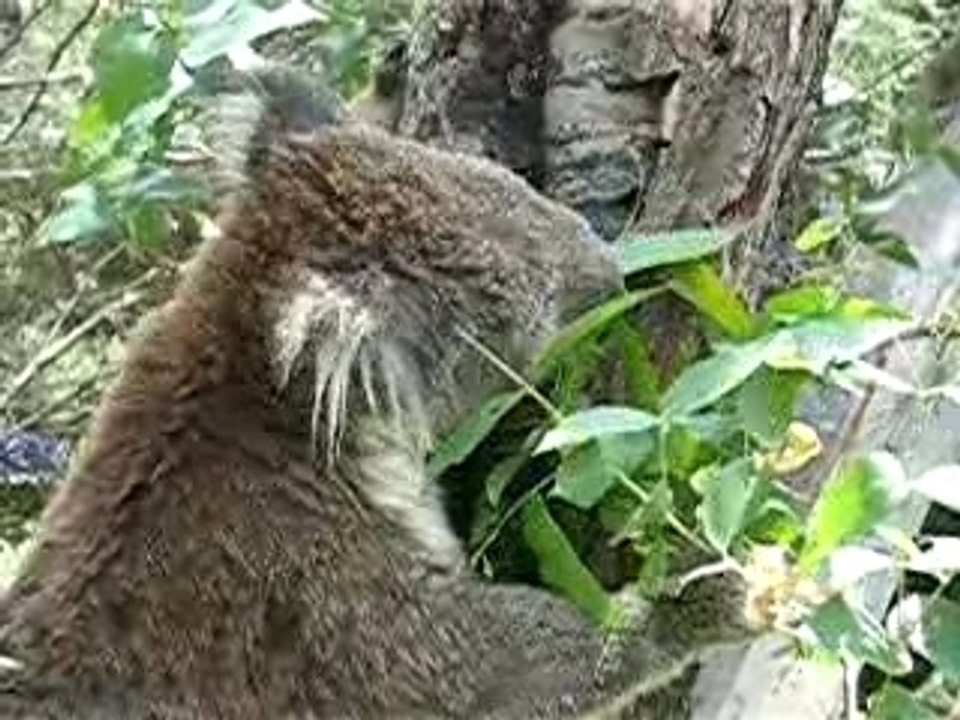 koala