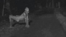 Real Hybrid Alien Creatures Caught On Tape (VERY SCARY--)