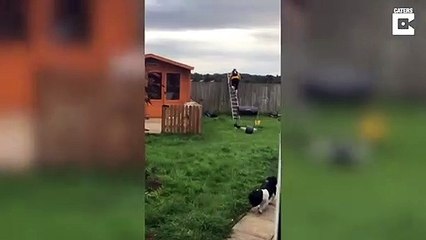 Echelle sur la barrière.. il tombe à travers la palissade !