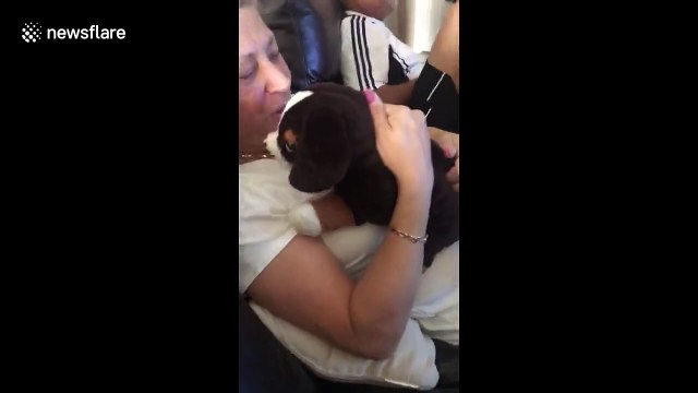 Ce chien est jaloux.. d'une peluche dans les bras de sa maitresse !