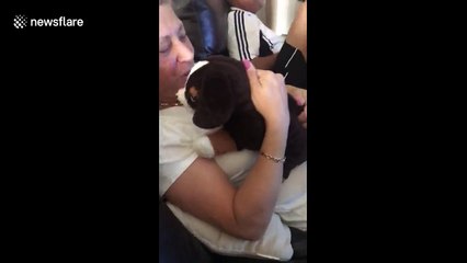 Ce chien est jaloux.. d'une peluche dans les bras de sa maitresse !