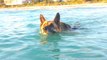 Huge German Shepherd Dog Swims Into Gulf of Mexico To Bring Her Owner Back To The Shore