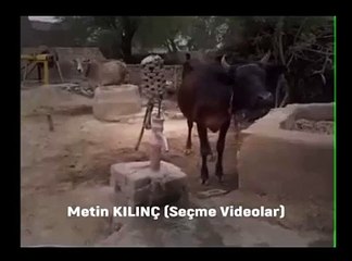 Suyunu kendi akıtıtıp içen inek