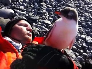 Ce jeune pingouin n'est vraiment pas timide... Adorable
