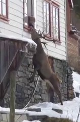 Une femme et un énorme cerf se sont liés d'amitié