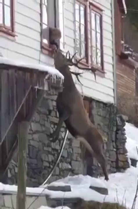Une femme et un énorme cerf se sont liés d'amitié