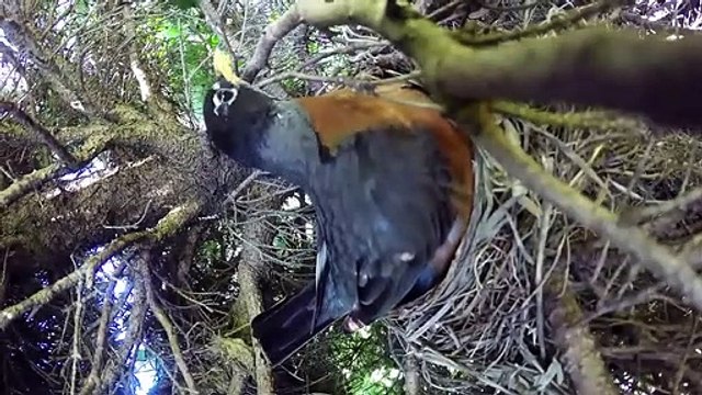 Il voulait filmer l'éclosion d'oeufs d'oiseau dans un nid mais ce qui se passe est incroyable